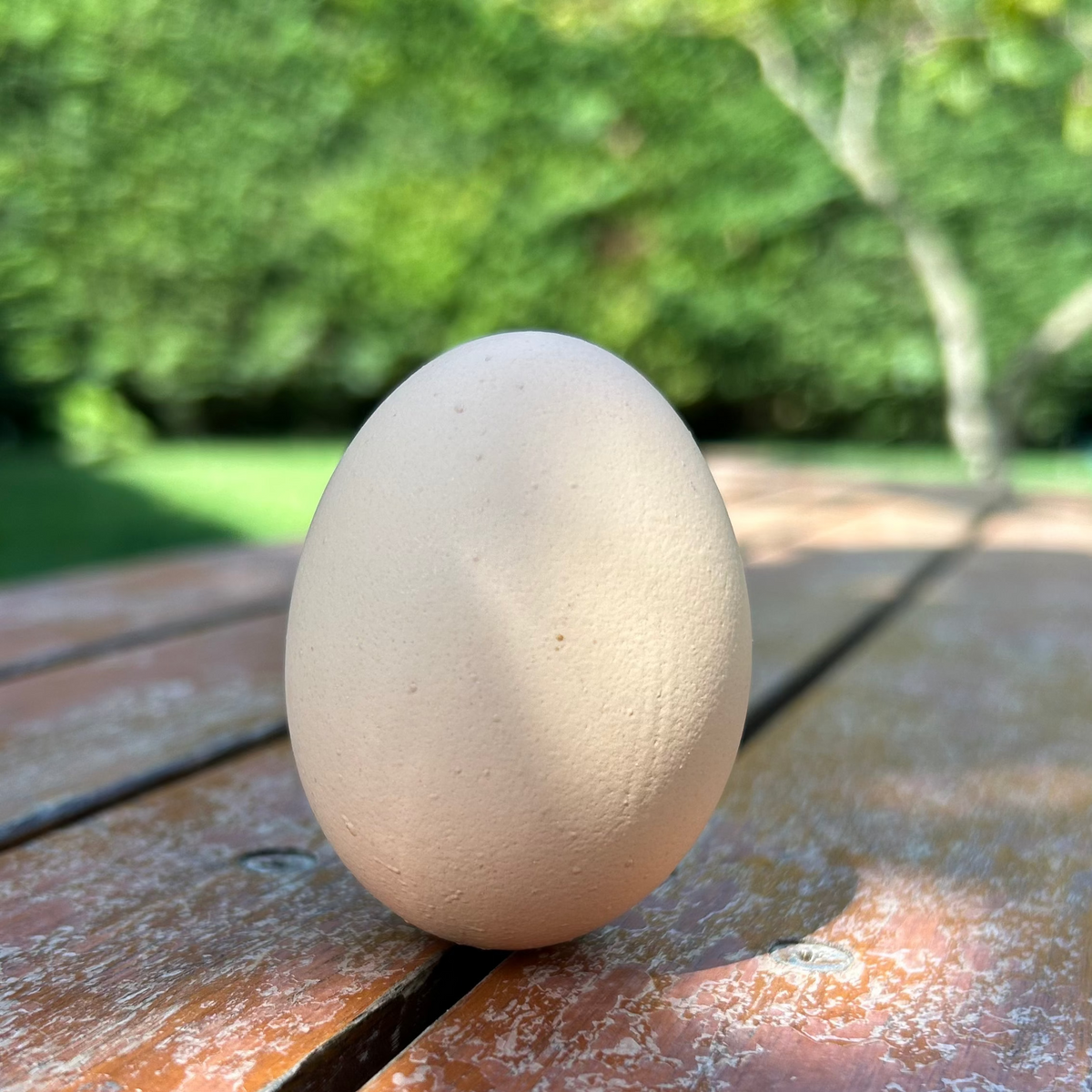 Doğal Tavuk Yumurtası (30 adet)